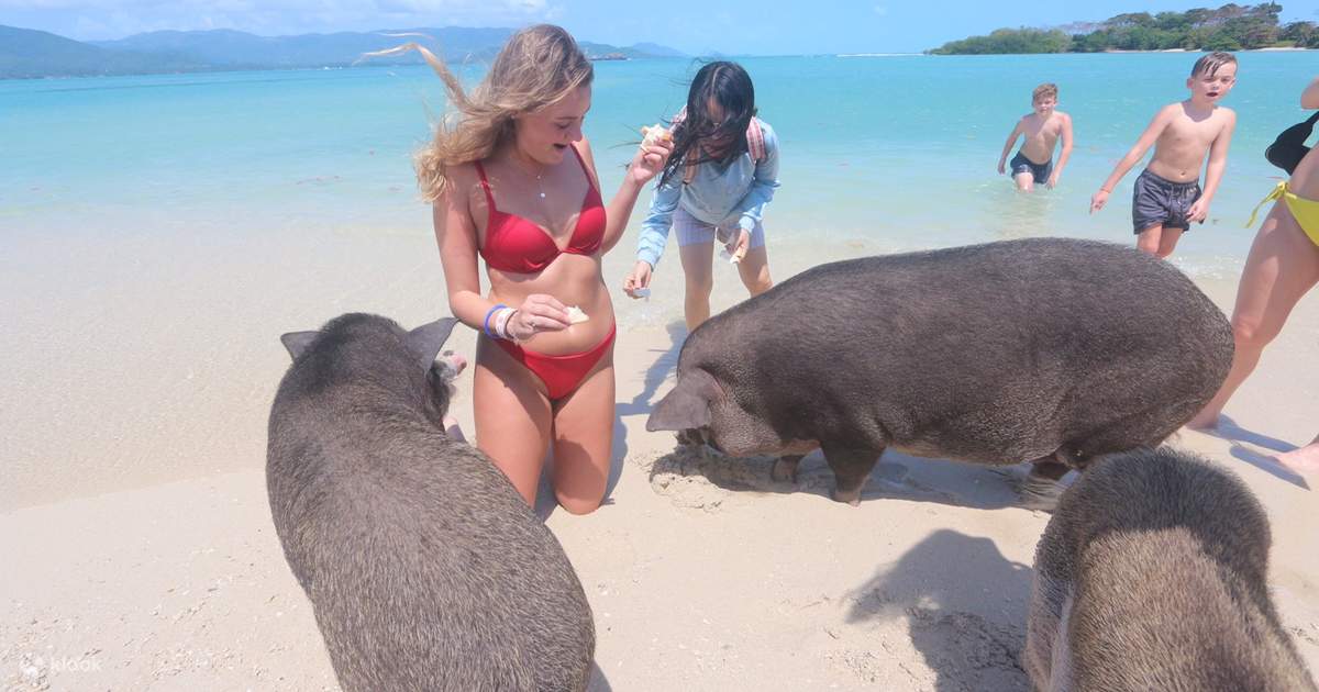 pig island private tour